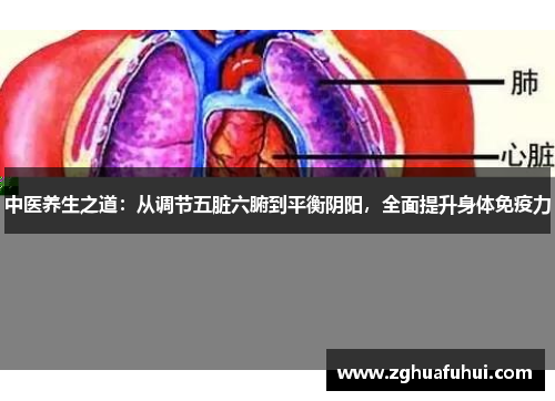 中医养生之道：从调节五脏六腑到平衡阴阳，全面提升身体免疫力